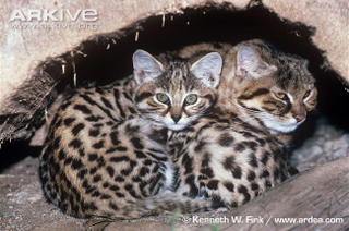 Illustration for article titled Caturday - Felis nigripes Edition
